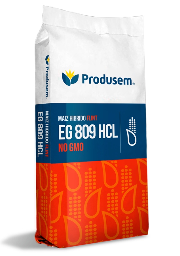 Maiz hibrido Flint EG 809 HCL