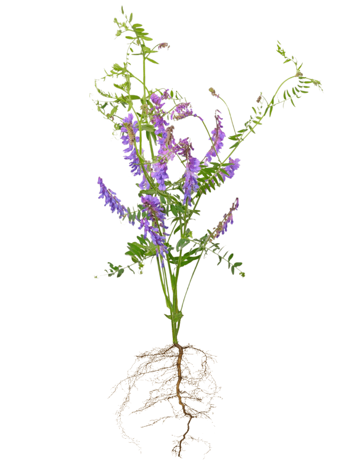 Cultivo de Servicio