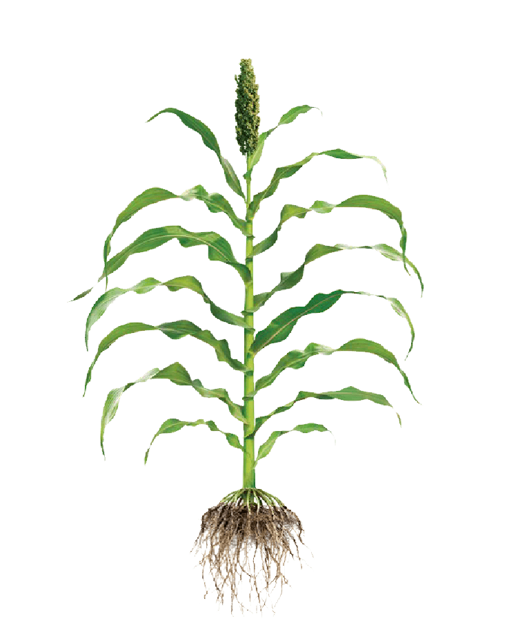 Sorgo