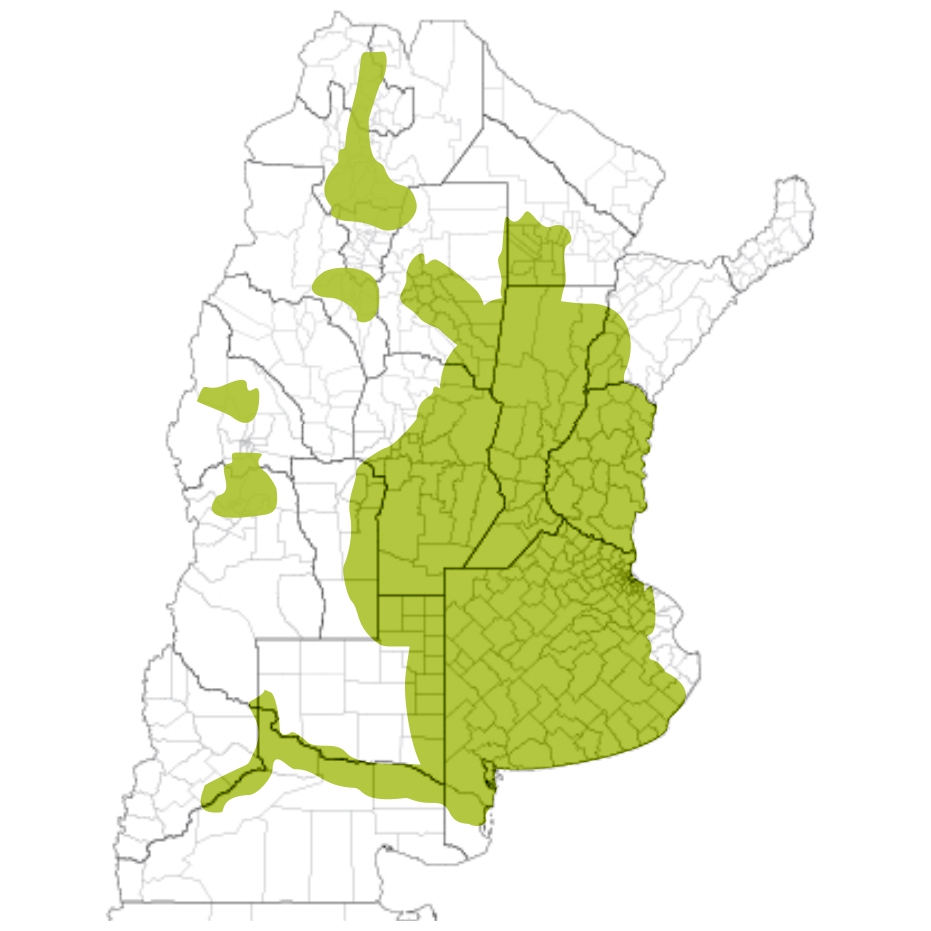 Alfalfa Pro Inta Lujan
