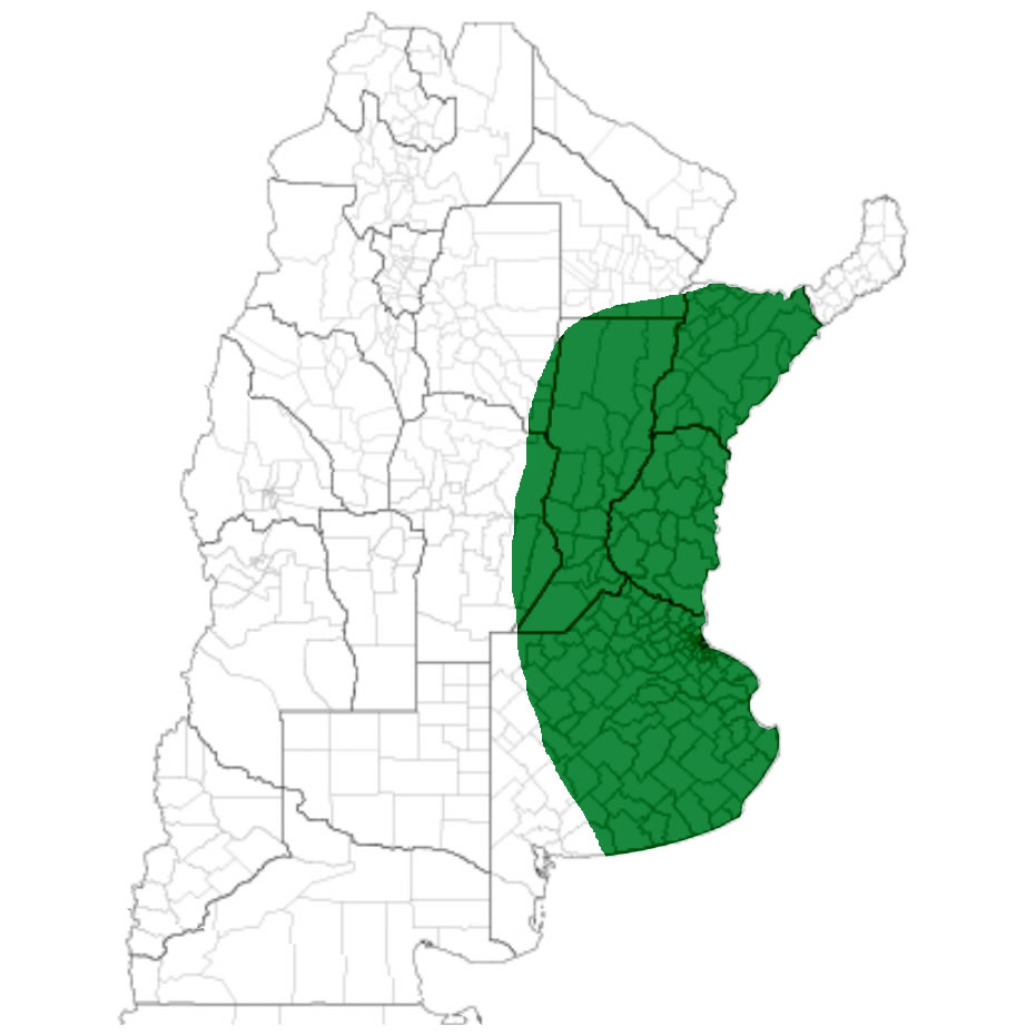 Zona VERDEO - VICIA SATIVA